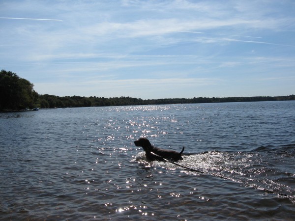 Dog swimming